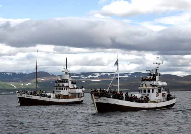 Whalewatching mit dem Holzboot